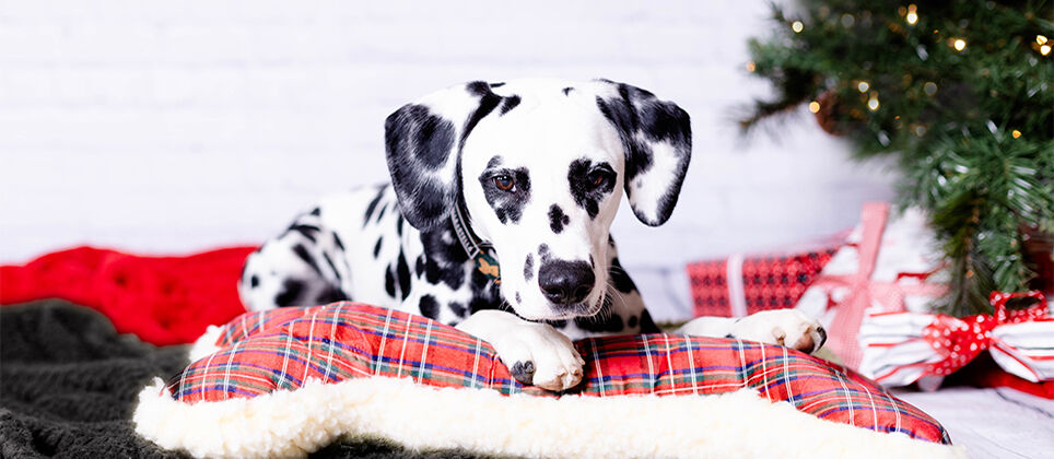 5 ways to keep your pets safe during the holidays