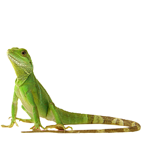 Find everything you need for your reptile