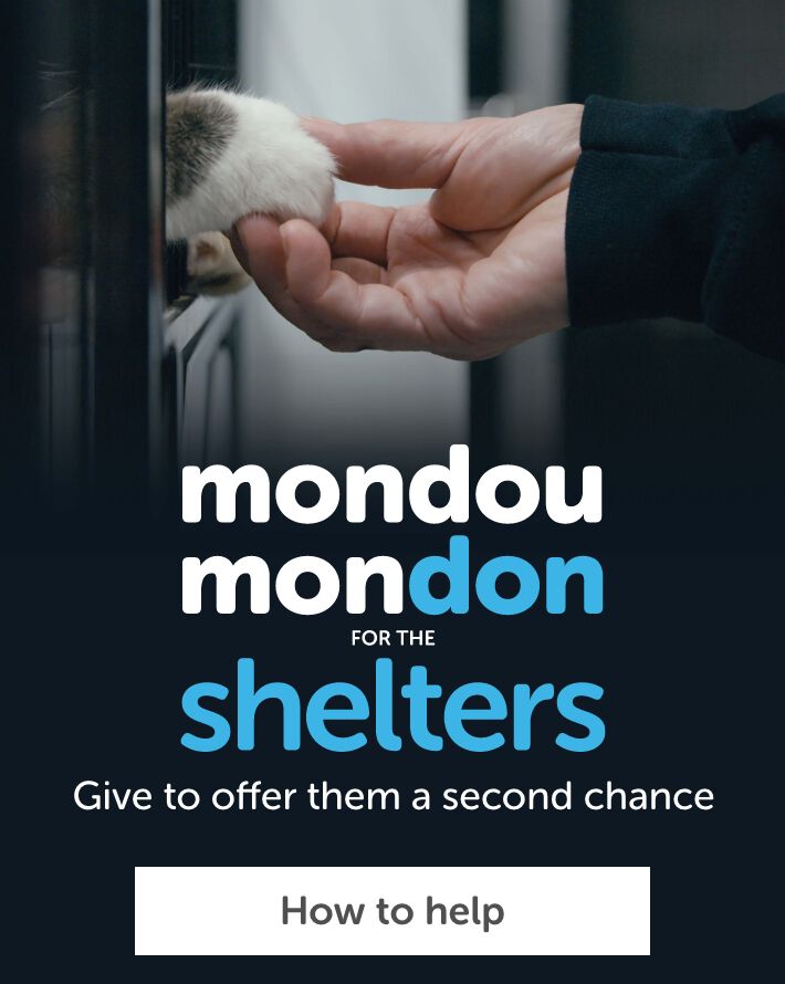Mondou Mondon for shelters campaign
