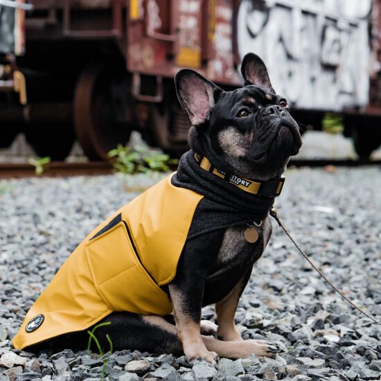 Manteau d’hiver jaune pour chien, 28 Image NaN
