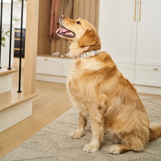 Collier en neoprene pour chiens, Terrazzo Image NaN