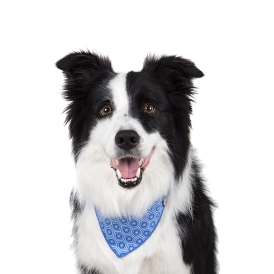 Bandana en coton pour chiens et chats Image NaN