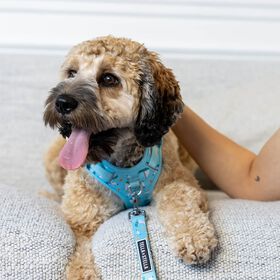 Harnais robuste avec poign&eacute;e pour chiens