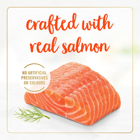 Salmon wet food for adult cats Image NaN