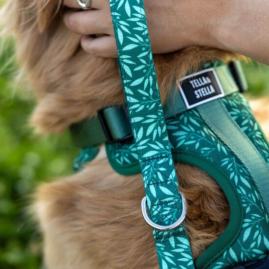 Laisse pour chiens Image NaN