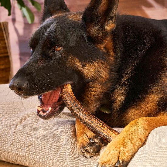 Full Antler Chew for Dogs, XL Image NaN