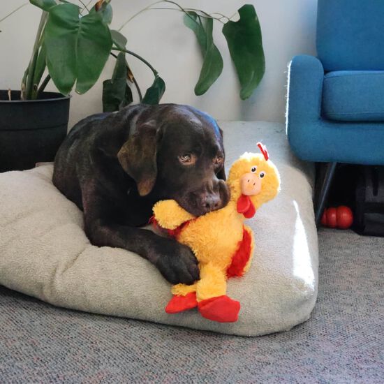 Knots Chicken Plush Toy for Dogs Image NaN