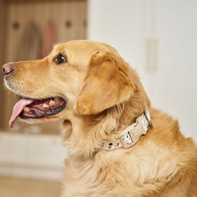 Collier en neoprene pour chiens, Terrazzo