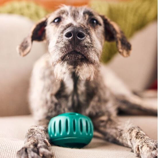 Jouet Pupsicle pour chiens, grand Image NaN