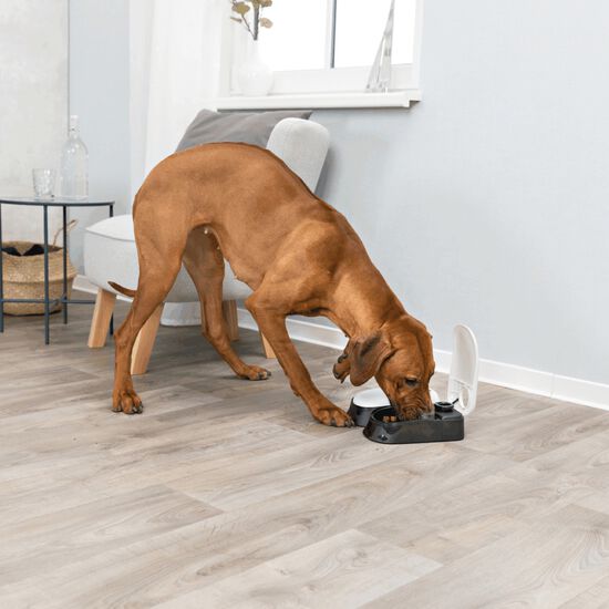 TX2 automatic food dispenser, 2 x 300 ml Trixie 013 NOR Mondou