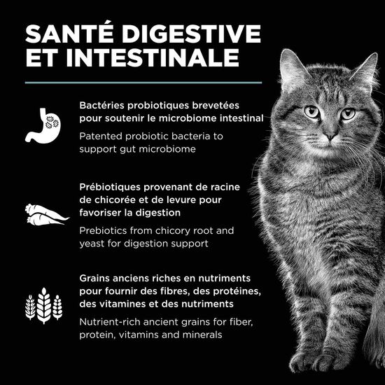 Nourriture sèche au poulet avec grains Digestion + Gut Health pour chats Image NaN