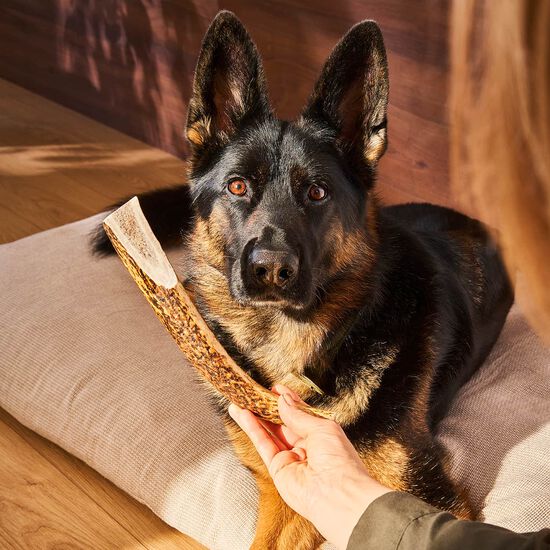 Full Antler Chew for Dogs, XL Image NaN