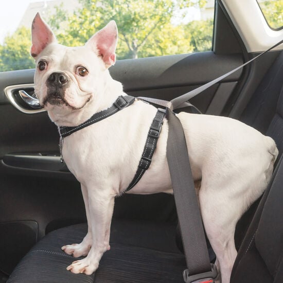 3 in 1 Harness & car restraint for dogs Image NaN