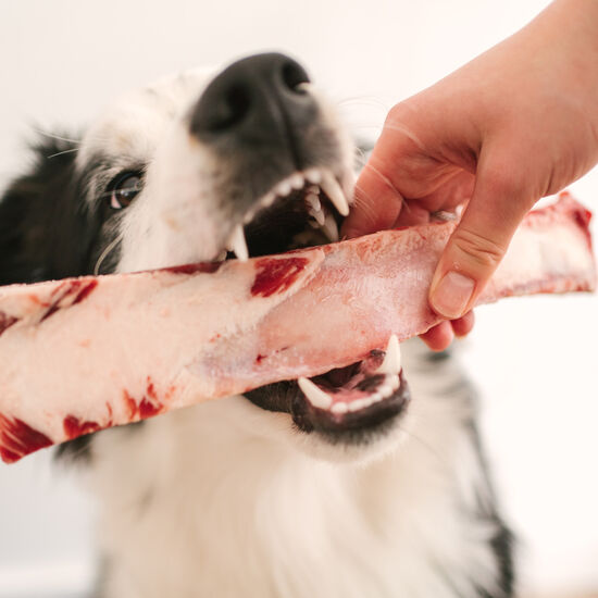 Os de côte de boeuf, 110g Image NaN