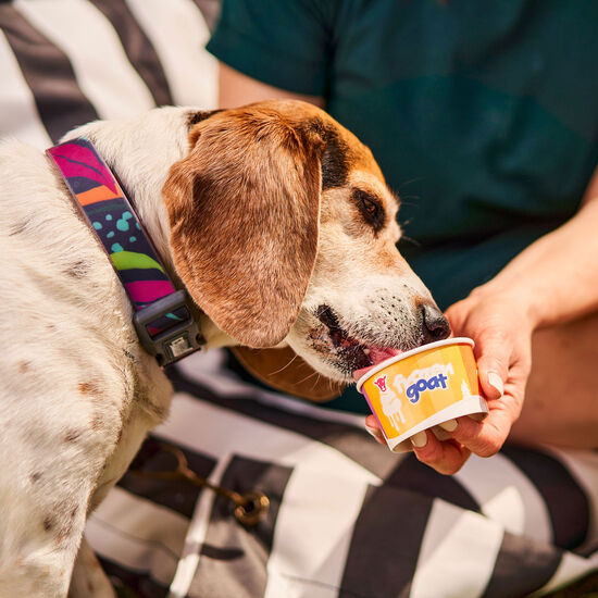 Collier en silicone Calypso pour chiens Image NaN