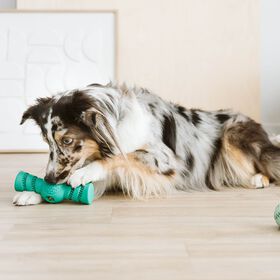 Jouet dentaire distributeur de g&acirc;teries pour chiens