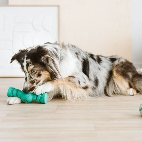 Jouet dentaire distributeur de g&acirc;teries pour chiens Image NaN