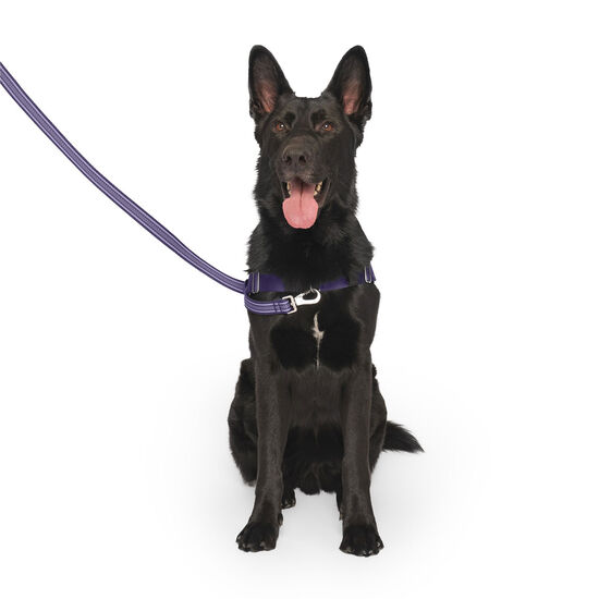 Redirect Harness for Dogs Image NaN