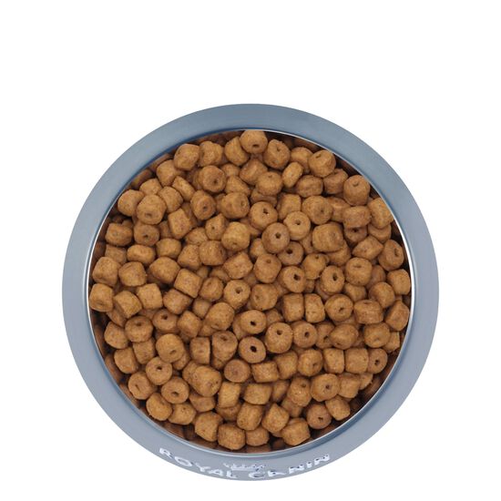 Nourriture sèche formule nutrition santé pour chiot de race Labrador Retriever Image NaN