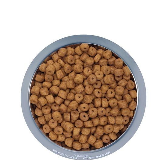 Nourriture sèche pour chiots Labrador Retriever Image NaN