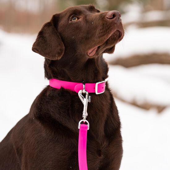 High Performance Dog Collar, pink Image NaN