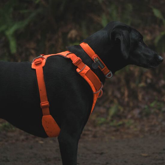 Harnais Front Range pour chiens Image NaN