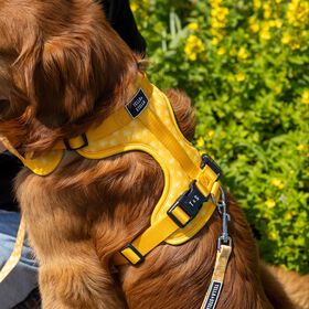 Harnais r&eacute;glable pour chiens