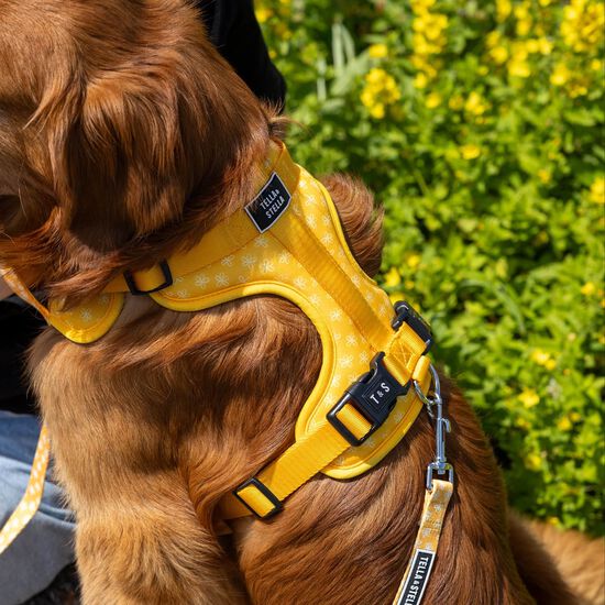 Harnais r&eacute;glable pour chiens Image NaN