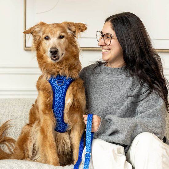 Harnais robuste avec poign&eacute;e pour chiens Image NaN