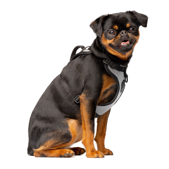 The Everything Harness for Dogs Image NaN