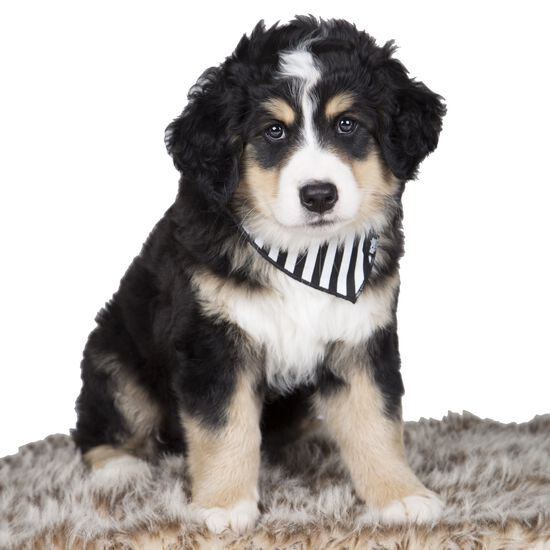 Bandana en coton pour chiens et chats Image NaN