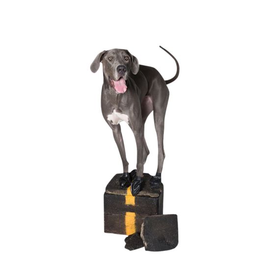 Bottes pour chiens imperm&eacute;ables en caoutchouc naturel, TG Image NaN