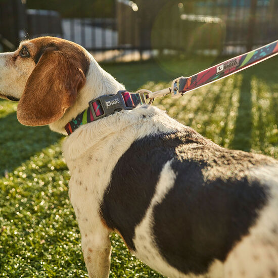 Collier en silicone Calypso pour chiens Image NaN