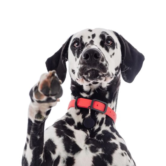 Collier ajustable pour chien, P Image NaN