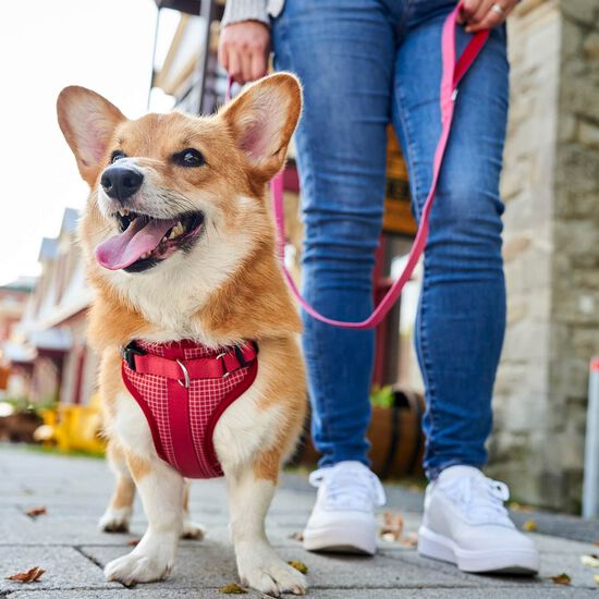 Laisse pour chiens Image NaN