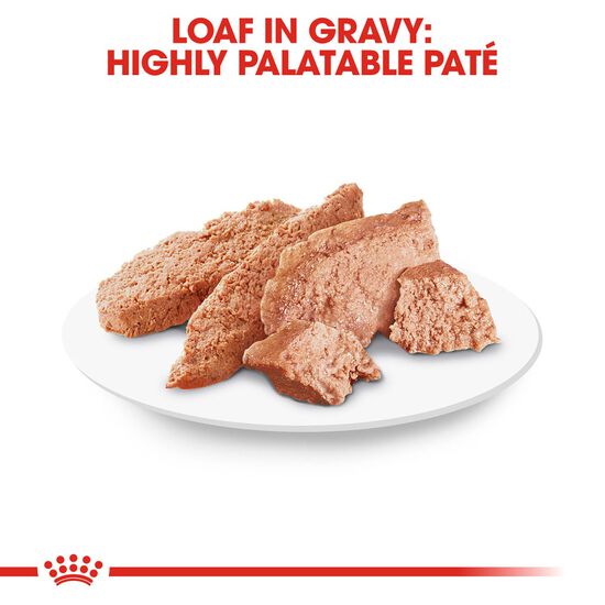 Pâté en sauce formule nutrition santé pour caniche adulte Image NaN