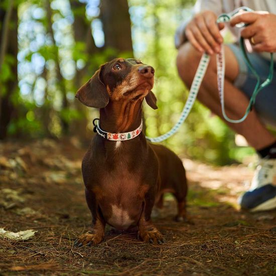 Ensemble de promenade Peanuts&trade; Beagle Scouts pour chiens Image NaN