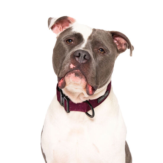 Collier utilitaire pour chiens Image NaN