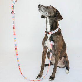 Ensemble de promenade Disney's Rainbow Frenzy pour chiens