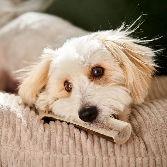 Split Antler Chew for Dogs, Medium Image NaN