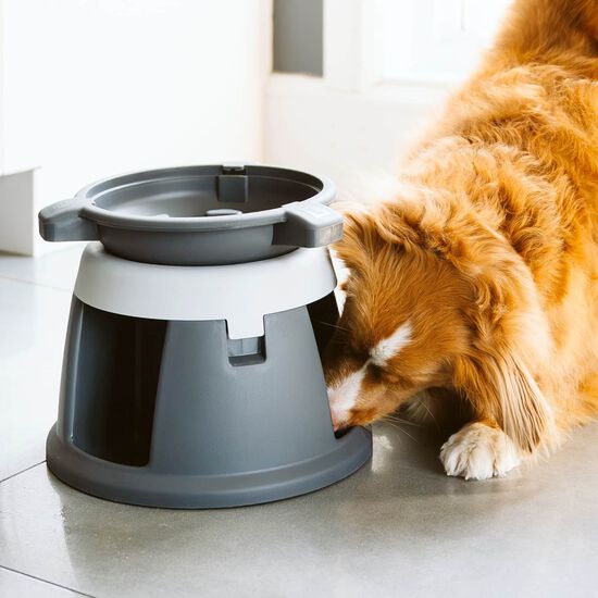 Bol interactif Intellidog Image NaN
