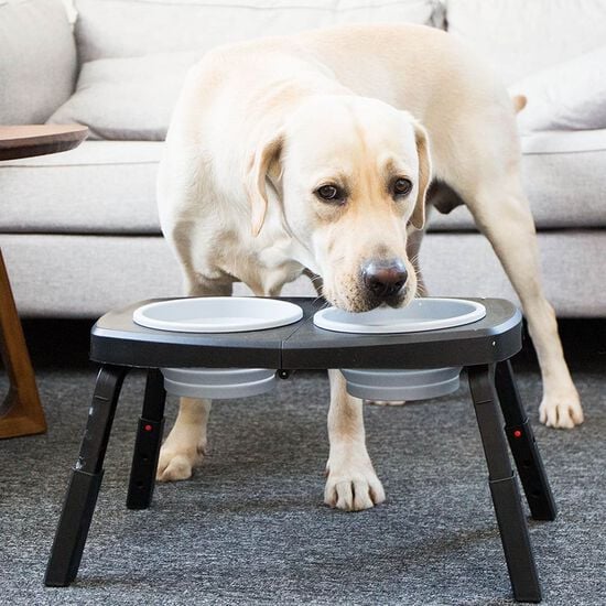 Portable Collapsible Double Feeder for Dogs Image NaN