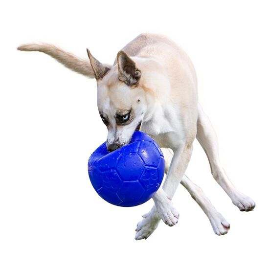 Ballon de soccer pour chiens Image NaN
