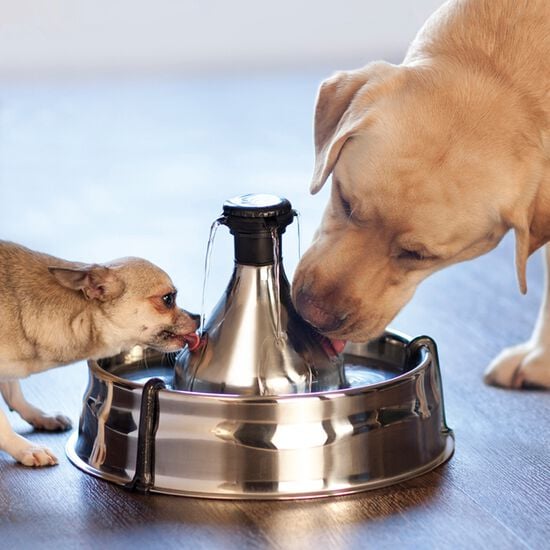 Stainless steel drinking fountain for pets Image NaN