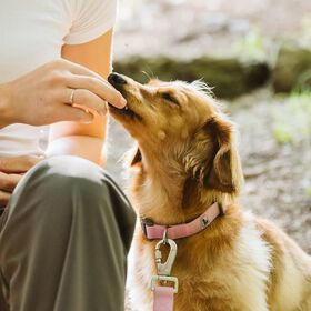 Collier en silicone pour chiens, Doux rose