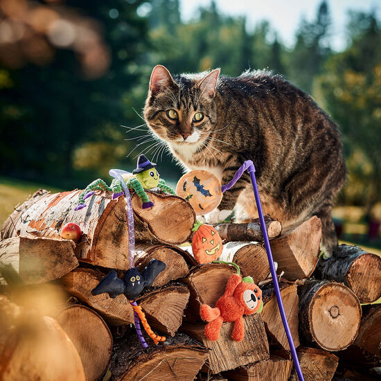 Araignée craquelée d'Halloween pour chats Image NaN