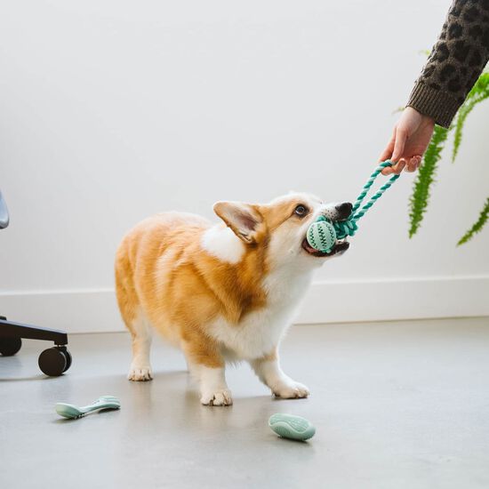 Jouet dentaire balle avec corde pour chiens Image NaN