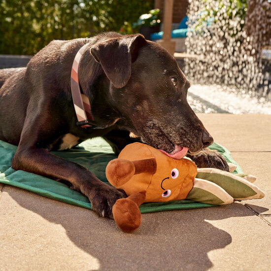 Collier en silicone rayures pour chiens Image NaN