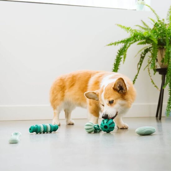 Balle dentaire distributrice pour chiens Image NaN