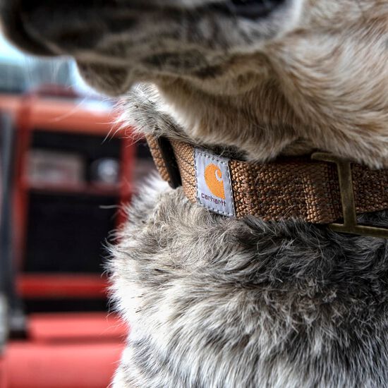 Collier pour chiens Image NaN